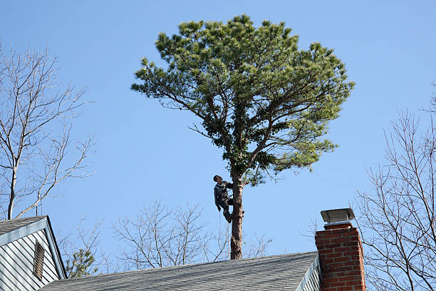 Best Storm Damage Tree Cleanup  in Bay Shore, NY